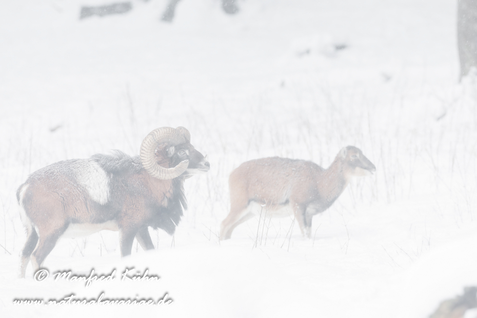 Mufflon ()_0057