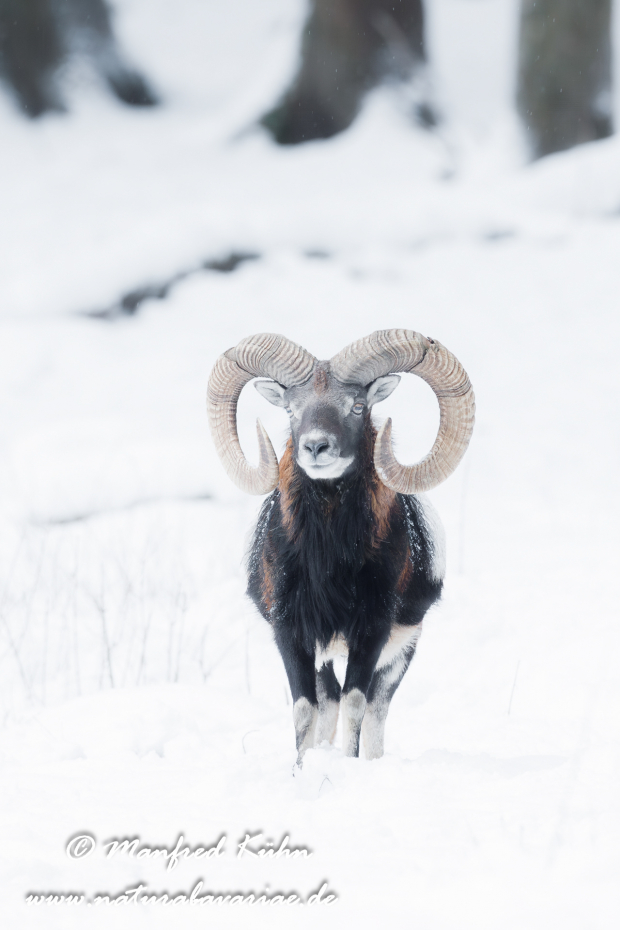 Mufflon ()_0063