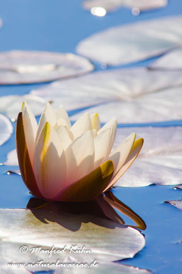 Seerose (Gartenhybride)_0001
