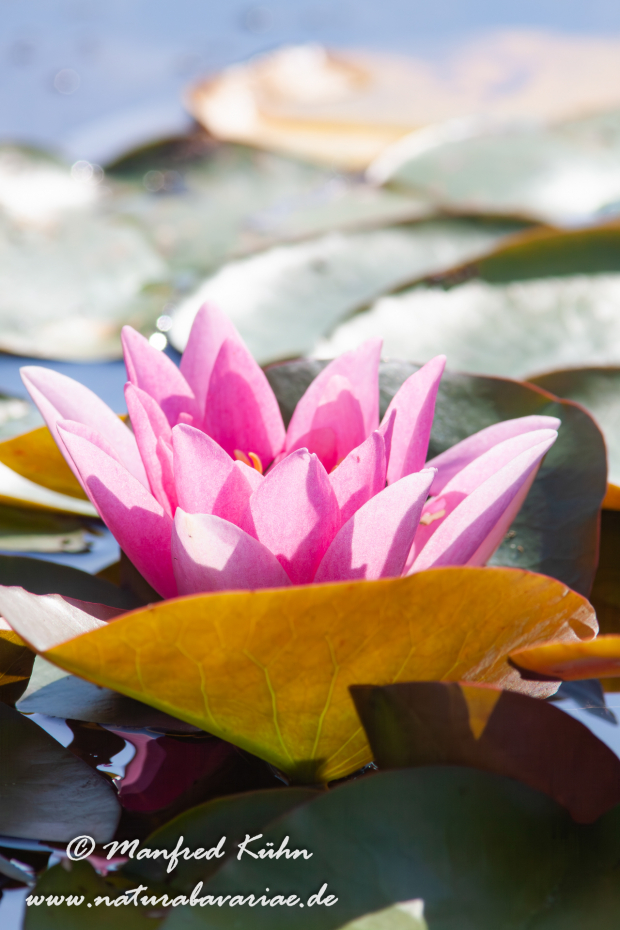 Seerose (Gartenhybride)_0002