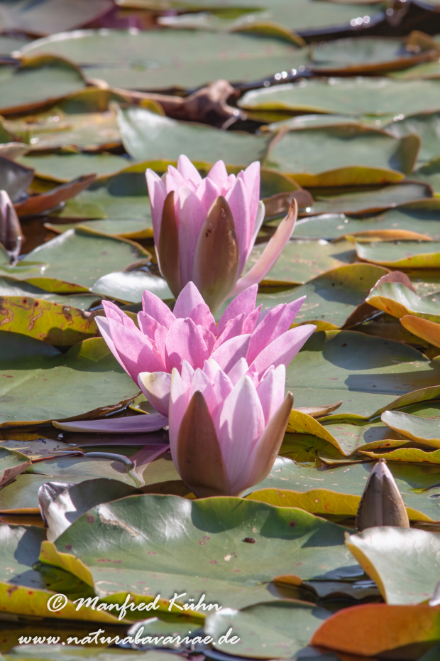 Seerose (Gartenhybride)_0005