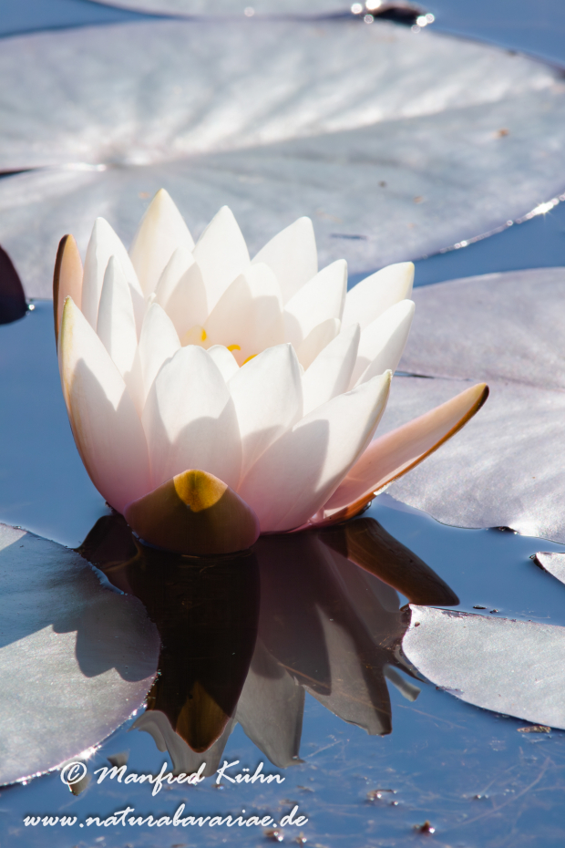 Seerose (Gartenhybride)_0006