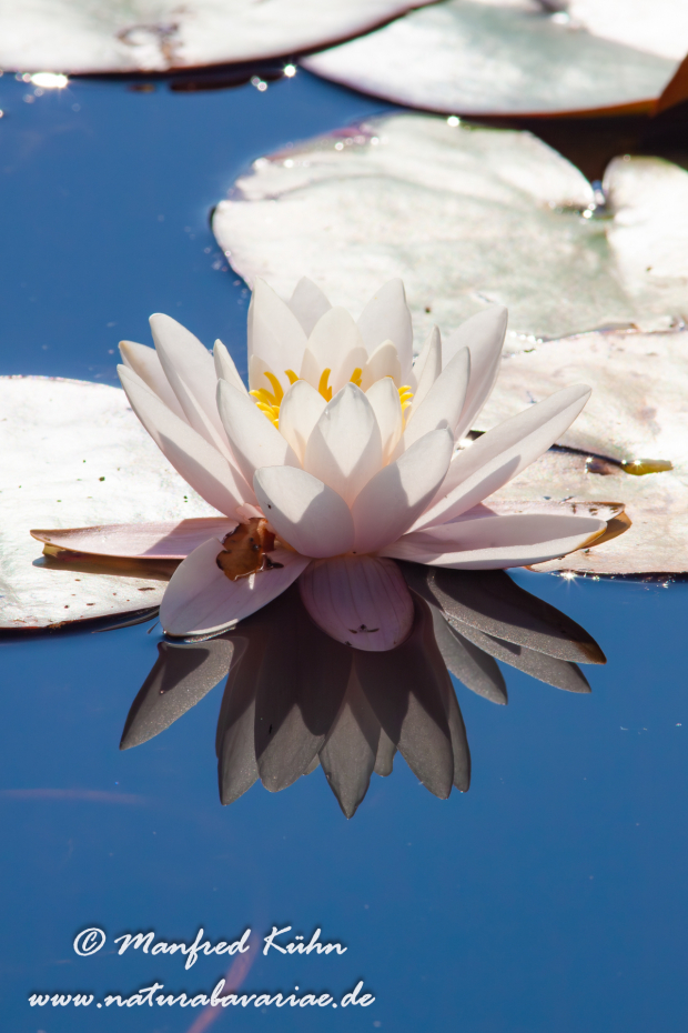 Seerose (Gartenhybride)_0008