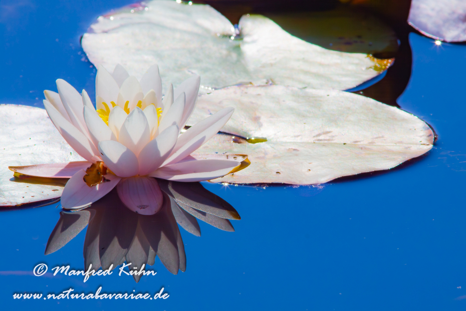Seerose (Gartenhybride)_0009