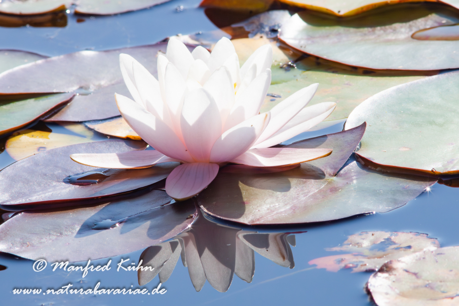 Seerose (Gartenhybride)_0010