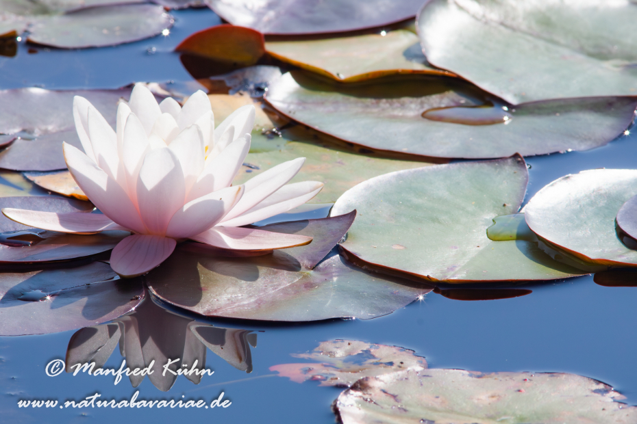 Seerose (Gartenhybride)_0011