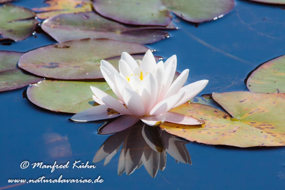 Seerose (Gartenhybride)_0012