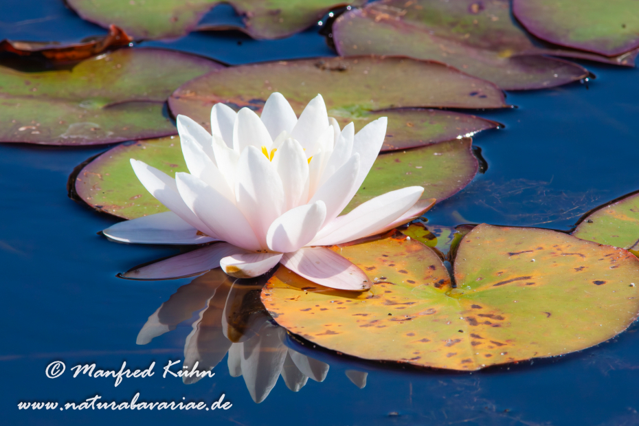 Seerose (Gartenhybride)_0013