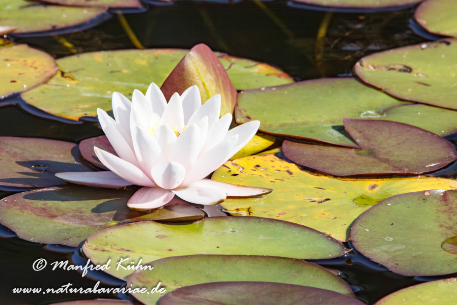 Seerose (Gartenhybride)_0014