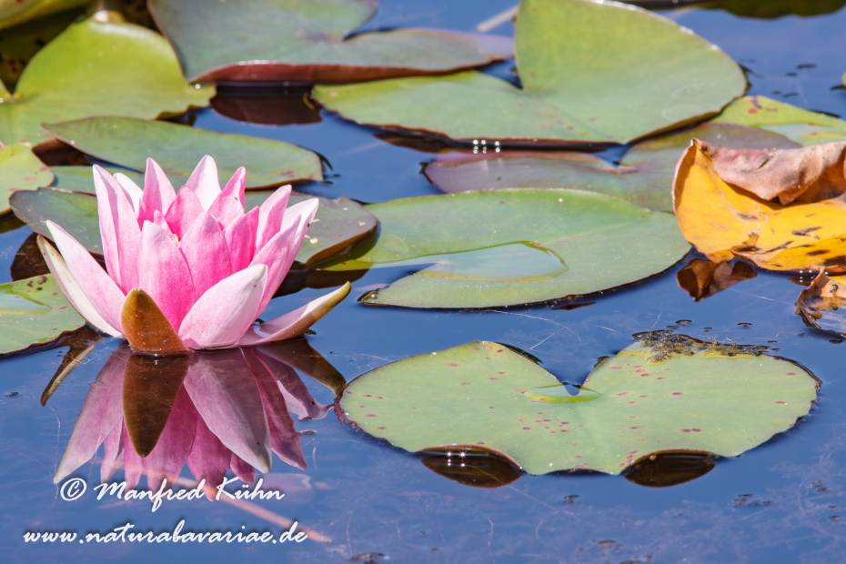 Seerose (Gartenhybride)_0015