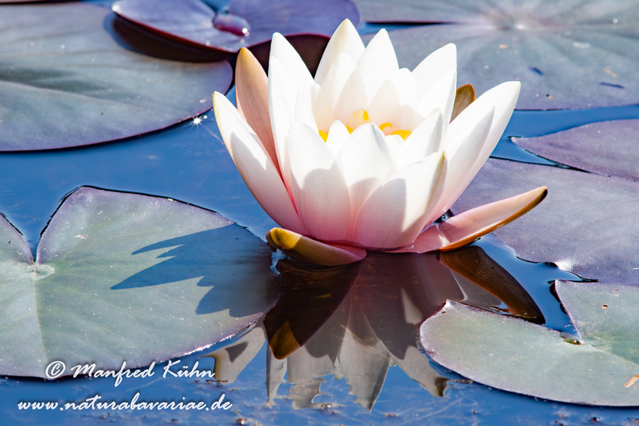 Seerose (Gartenhybride)_0017