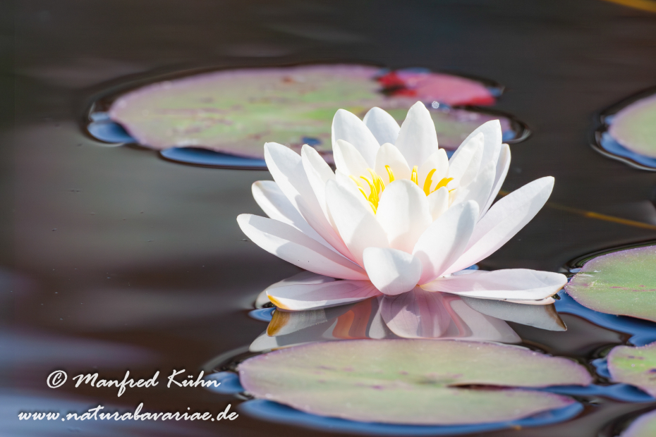 Seerose (Gartenhybride)_0018