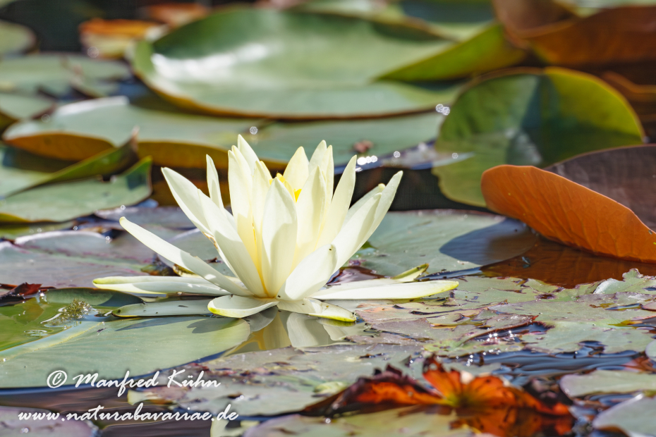 Seerose (Gartenhybride)_0019