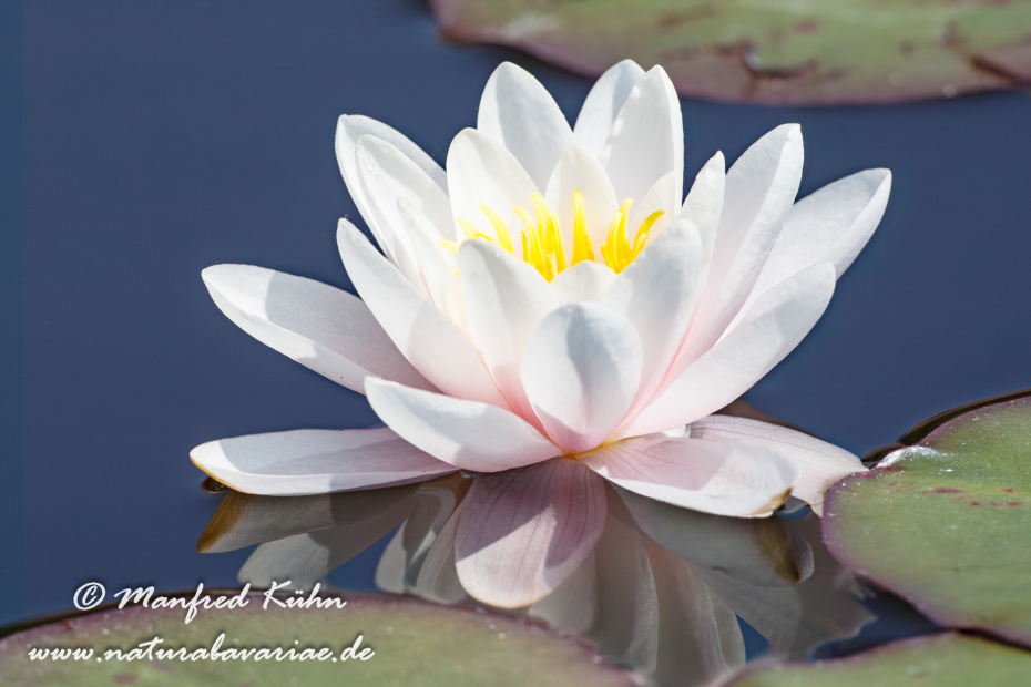 Seerose (Gartenhybride)_0020