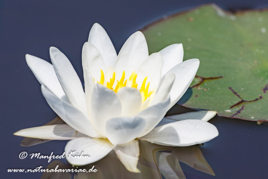 Seerose (Gartenhybride)_0021