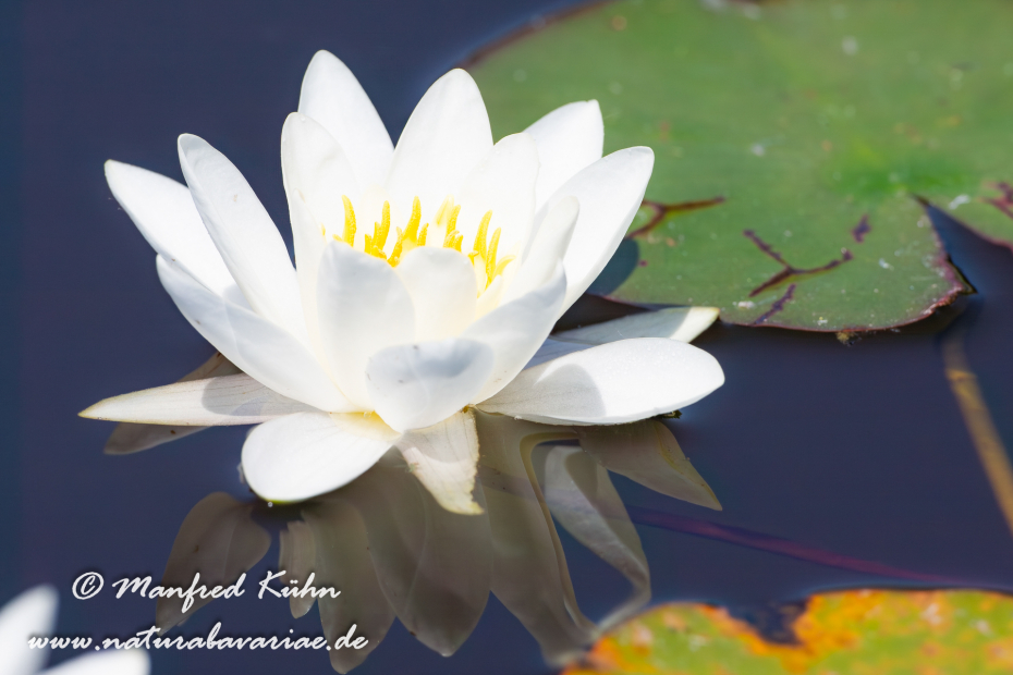 Seerose (Gartenhybride)_0022