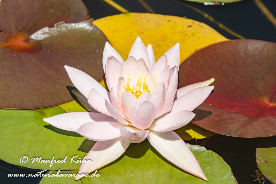 Seerose (Gartenhybride)_0023