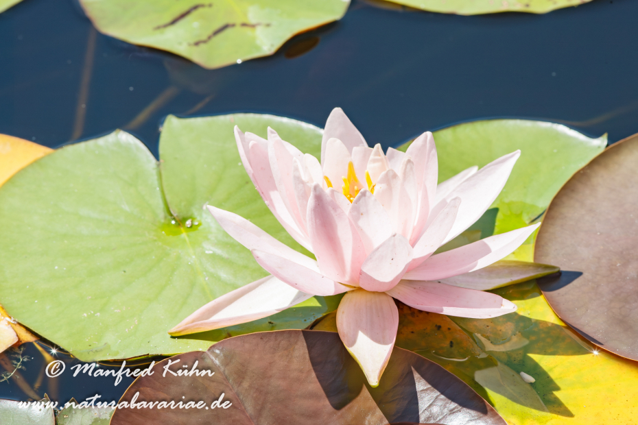 Seerose (Gartenhybride)_0024