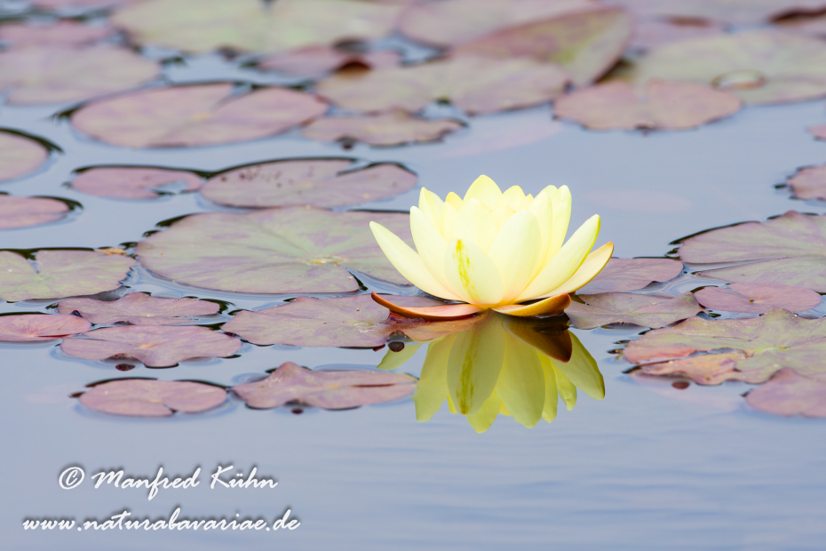 Seerose (Gartenhybride)_0025