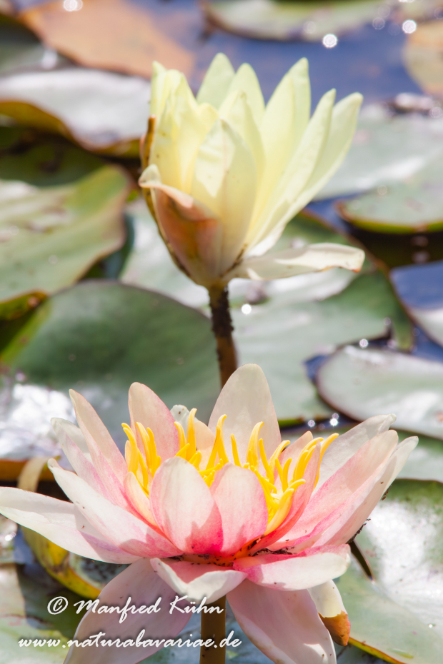 Seerose (Gartenhybride)_0026