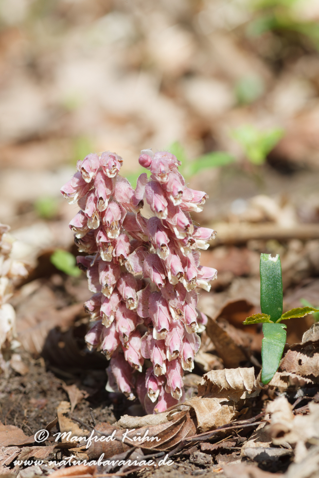 Schuppenwurz (aufrechter)_0001