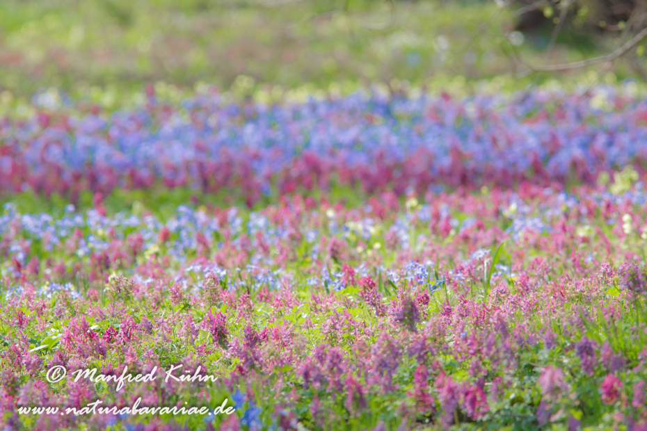 Frühlingsblüte ()_0001