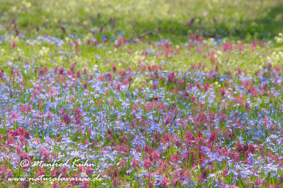 Frühlingsblüte ()_0002