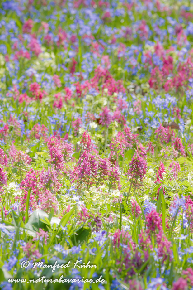 Frühlingsblüte ()_0003