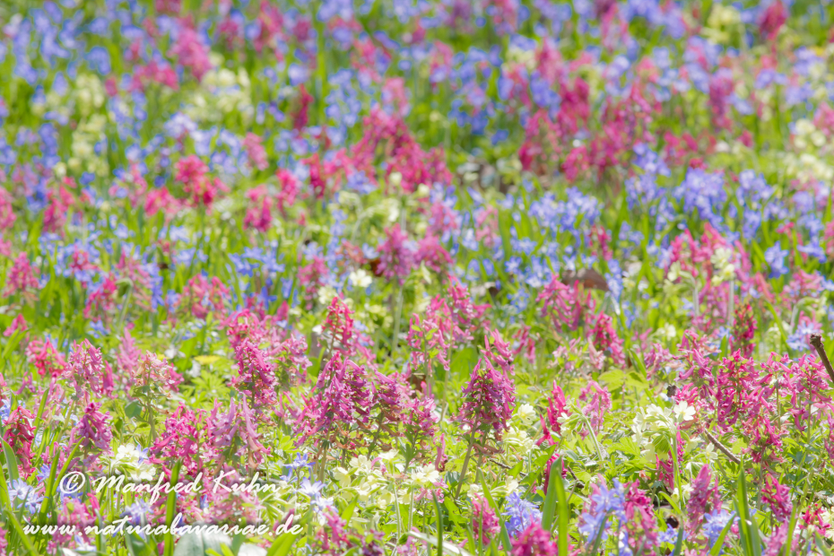 Frühlingsblüte ()_0004