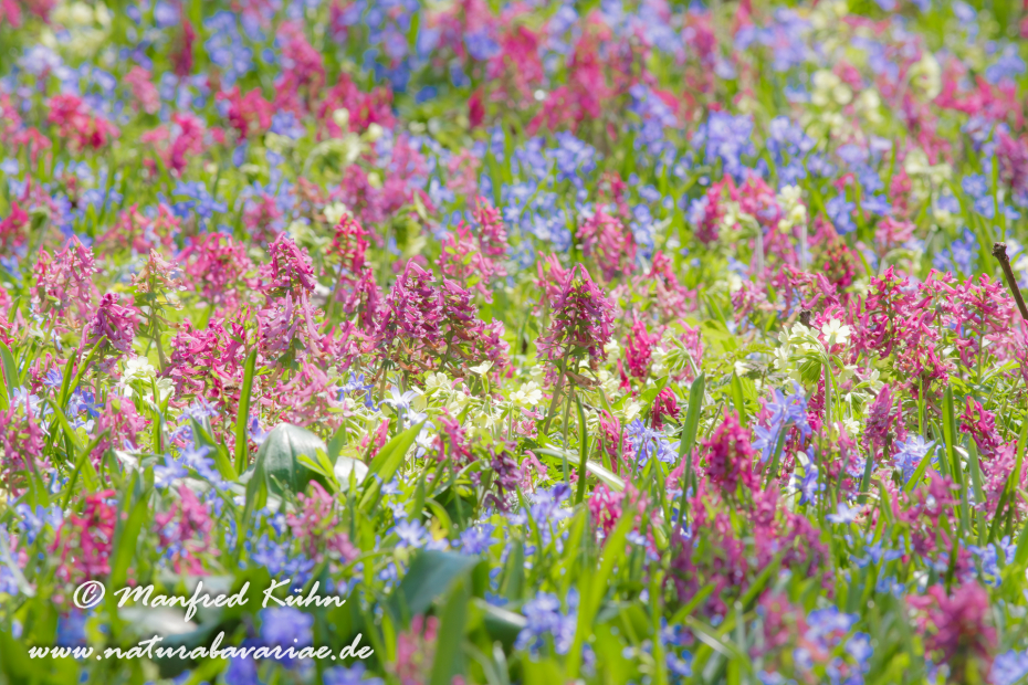 Frühlingsblüte ()_0005