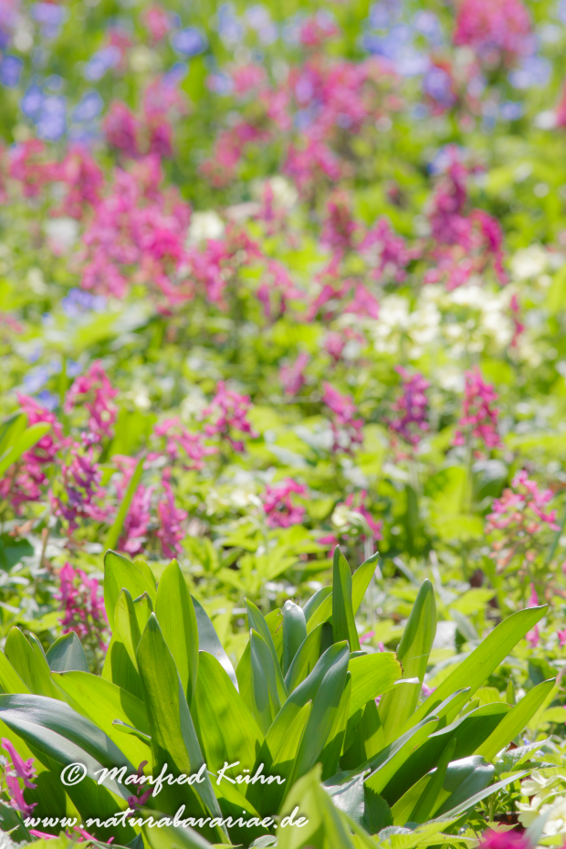 Frühlingsblüte ()_0006