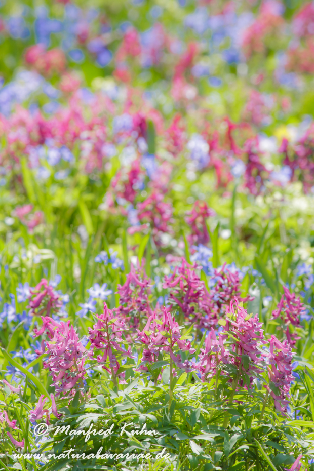 Frühlingsblüte ()_0007