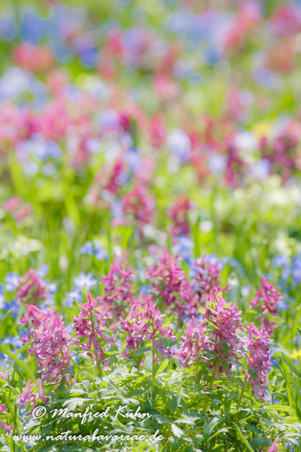 Frühlingsblüte ()_0008