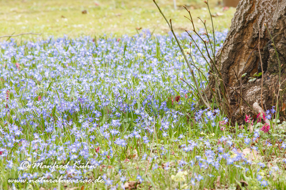 Frühlingsblüte ()_0010