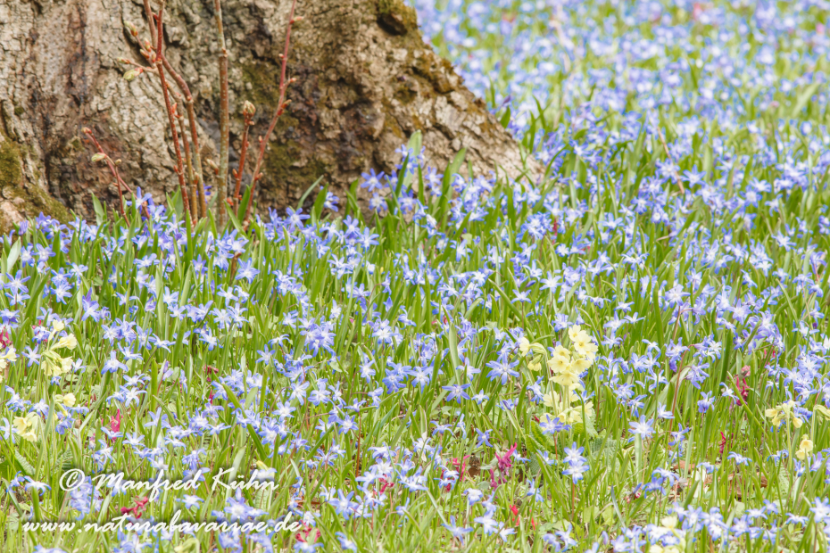 Frühlingsblüte ()_0011