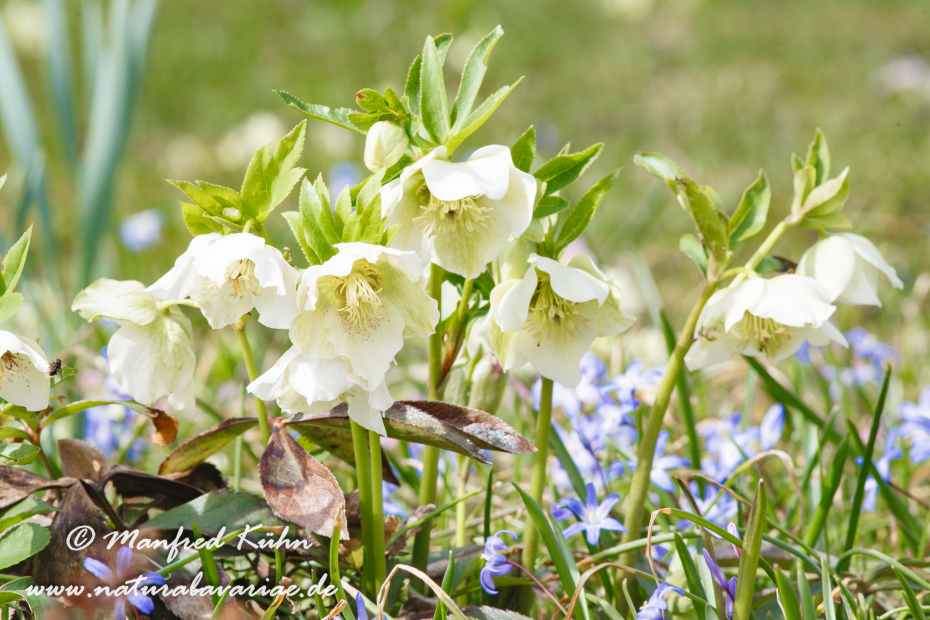 Frühlingsblüte ()_0012