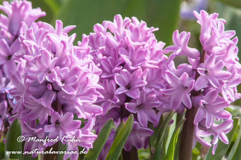 Hyzinthe (Gartenform)_0001