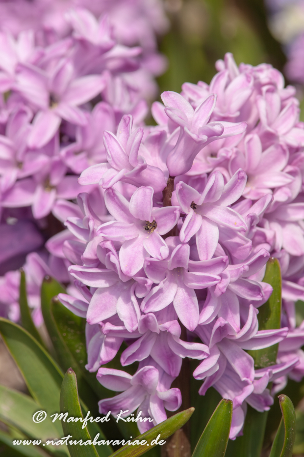 Hyzinthe (Gartenform)_0002