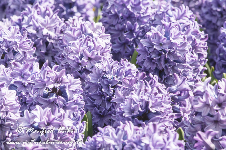 Hyzinthe (Gartenform)_0003