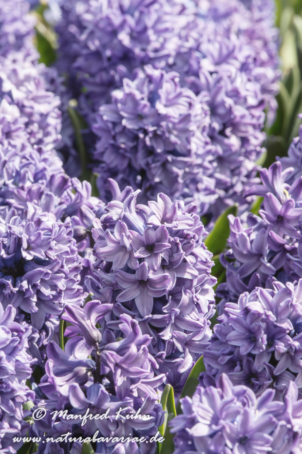 Hyzinthe (Gartenform)_0004