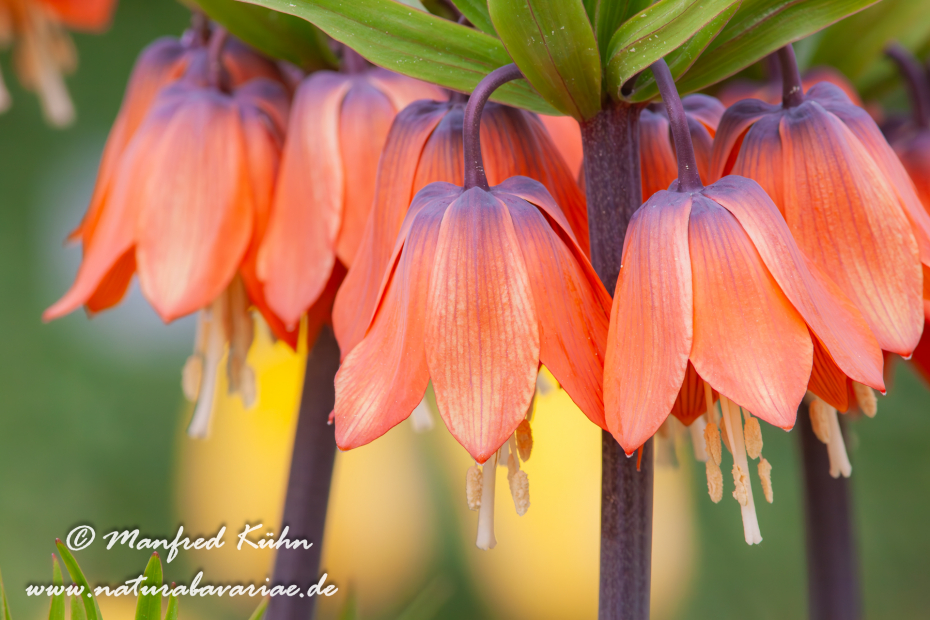 Kaiserkrone (Fritillaria)_0001