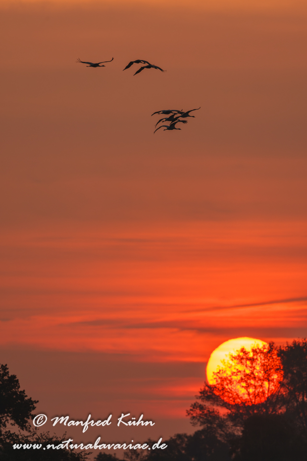 Kranich ()_0364