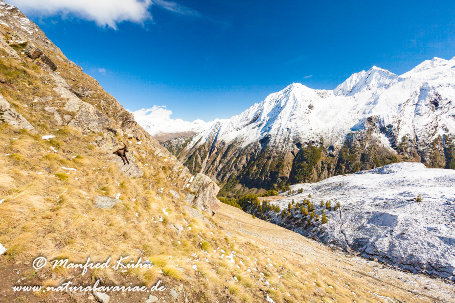 Gran Paradiso Nat-Park (IT_Aosta_Valnontey)_0047