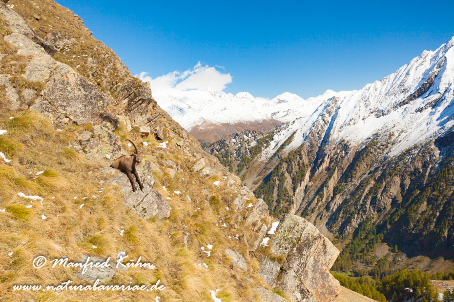 Gran Paradiso Nat-Park (IT_Aosta_Valnontey)_0048