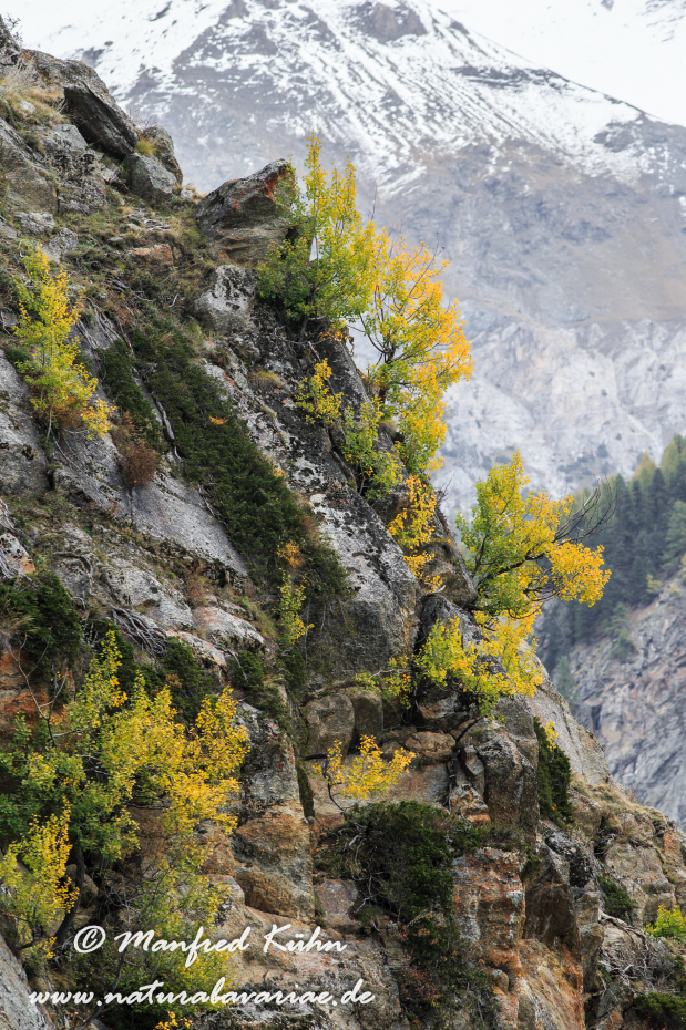 Gran Paradiso Nat-Park (IT_Aosta_Valnontey)_0183