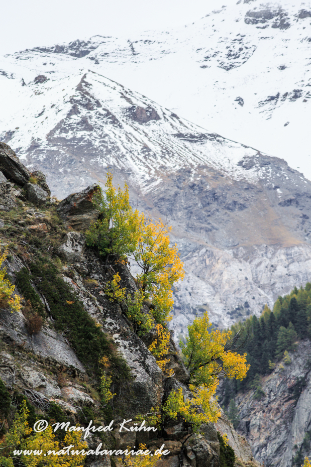 Gran Paradiso Nat-Park (IT_Aosta_Valnontey)_0185
