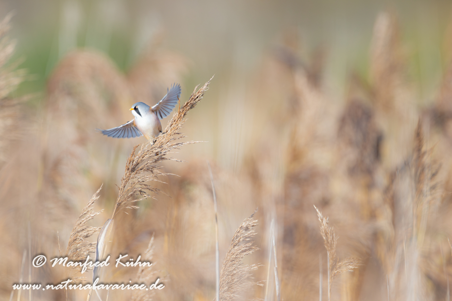 Bartmeise ()_0027
