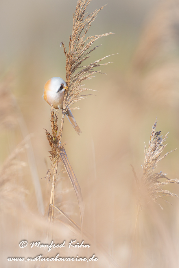 Bartmeise ()_0033