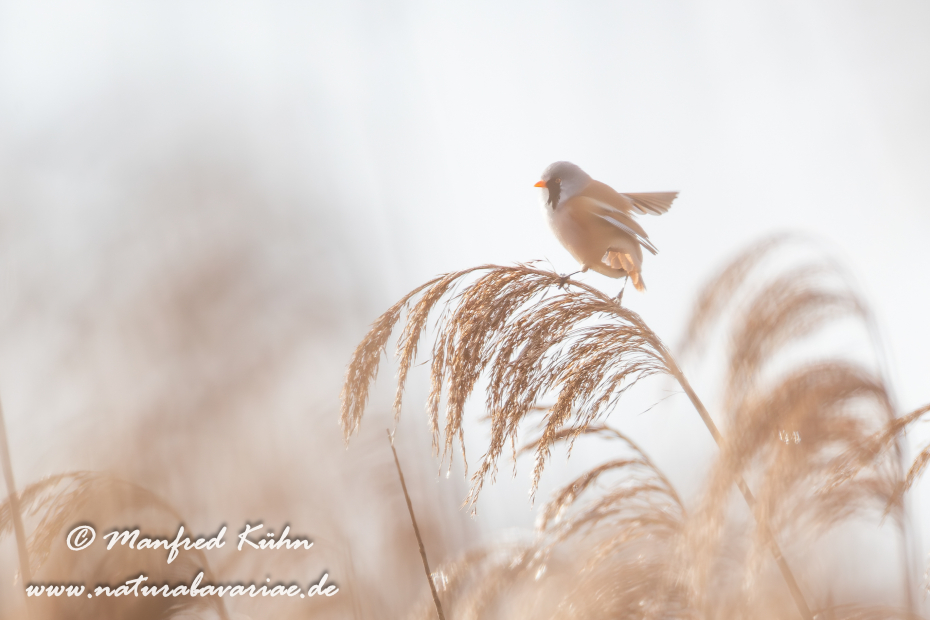Bartmeise ()_0042