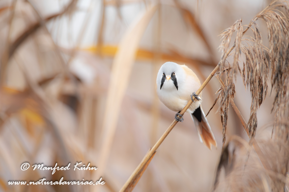 Bartmeise ()_0046